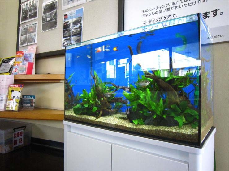 青い背景に流木と水草を配置した熱帯魚水槽の設置例