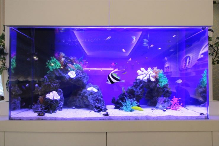 青い照明の海水魚水槽と泳ぐハタタテダイやサンゴ岩
