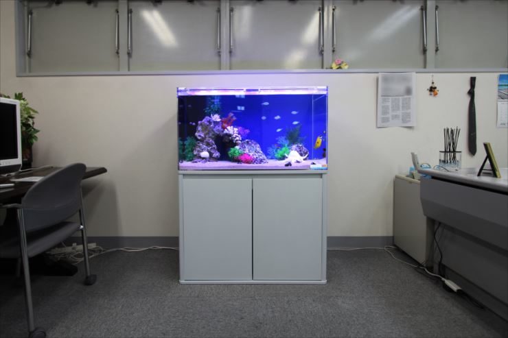 オフィスに設置された青い照明の海水魚水槽と白い水槽台