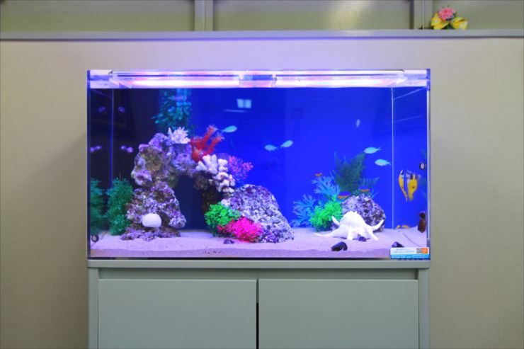 青い照明に照らされた海水魚水槽と泳ぐ熱帯魚の群れ