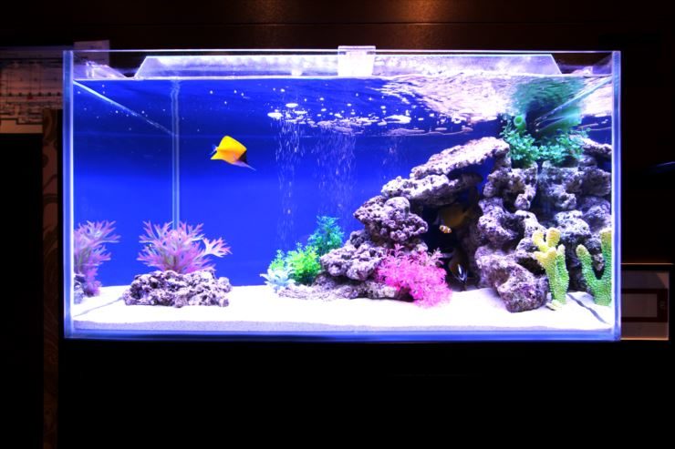 青い背景に黄色い海水魚と岩を配置した海水魚水槽