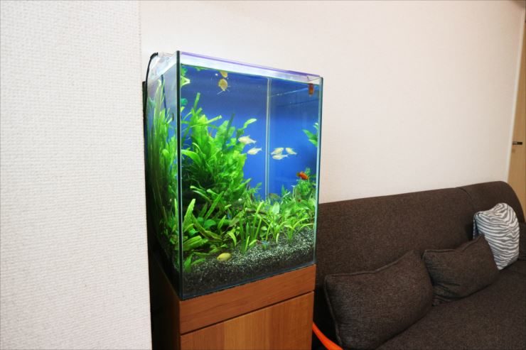 ソファの横に設置された水草と小型魚のハイタイプ水槽
