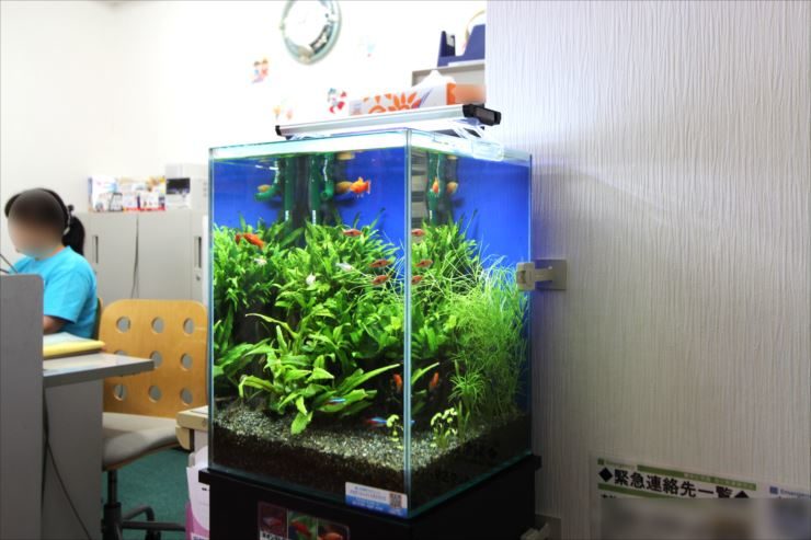 水草とネオンテトラの仲間が泳ぐオフィス設置の水槽