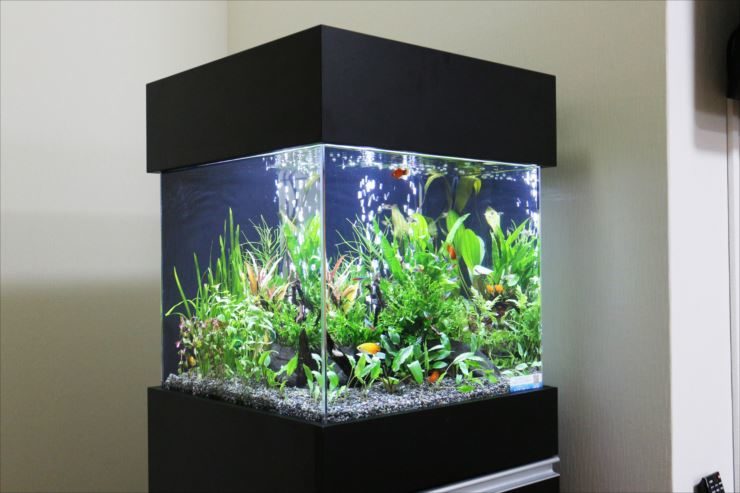 黒いキャノピーと台座を備えた水草レイアウト水槽