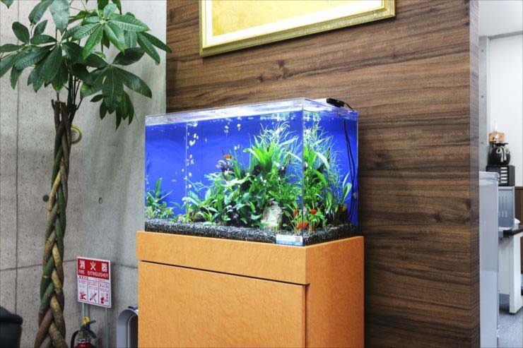 木目調の壁際に設置された水草と小型魚の熱帯魚水槽