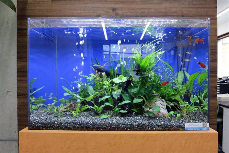 青い背景に水草と赤い熱帯魚が泳ぐ淡水魚水槽の全景