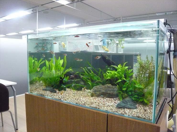 オフィスに設置された水草と小型熱帯魚が泳ぐ大型水槽
