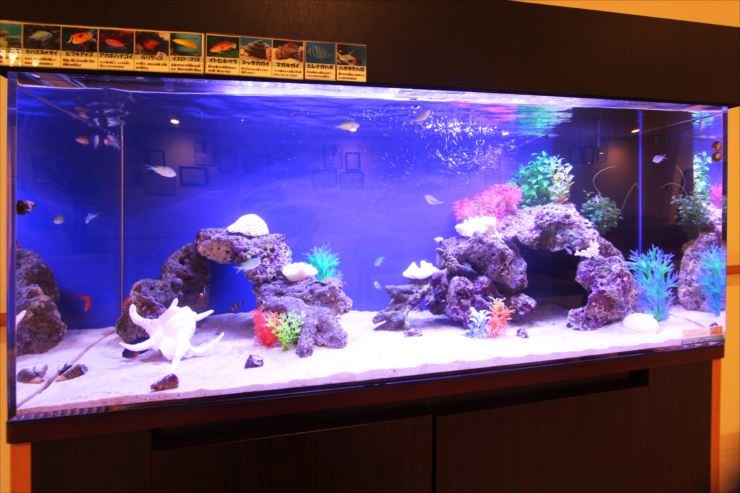 青い背景に岩と貝殻を配置した海水魚水槽のレイアウト