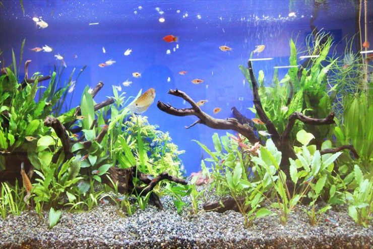 青い背景の水槽を泳ぐ小型魚と流木に茂る水草