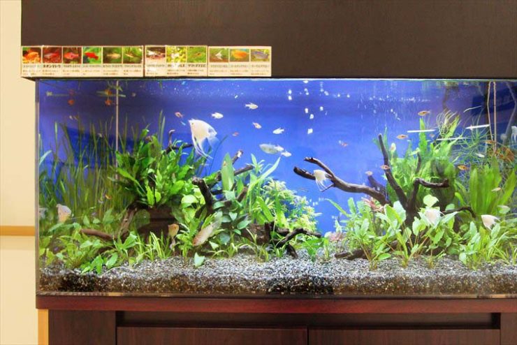 流木と水草を配置した熱帯魚水槽と魚種紹介パネル
