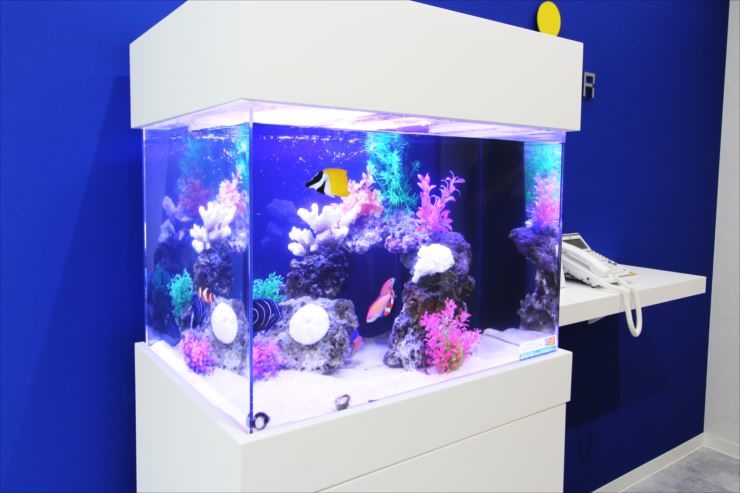 青い壁の前に置かれた海水魚が泳ぐ白い水槽セット