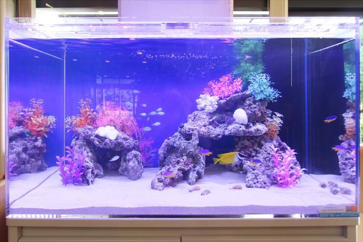 青い照明の海水魚水槽とカラフルな人工水草のレイアウト