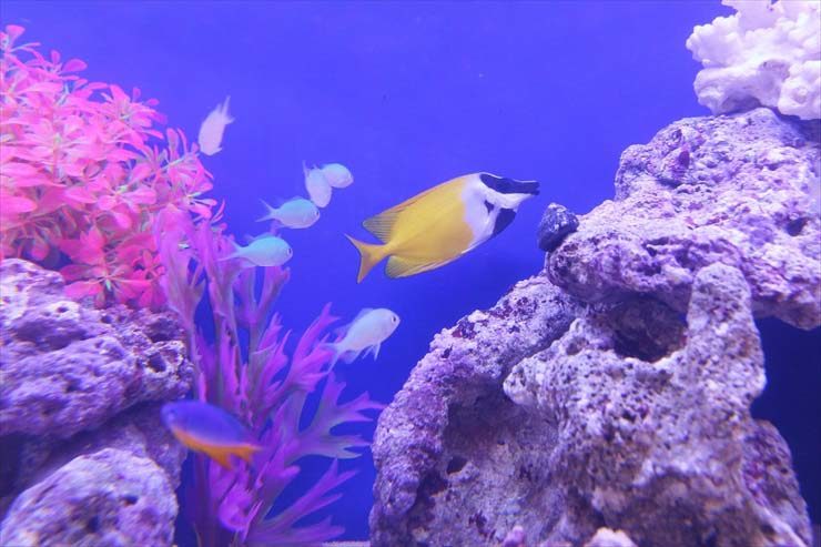 岩組の海水魚水槽を泳ぐ黄色い海水魚と小型の熱帯魚群
