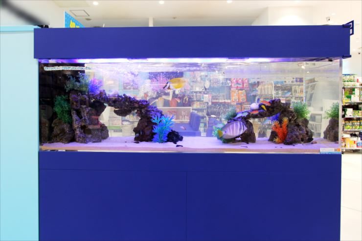 青い架台に設置された大型の海水魚水槽と岩のレイアウト