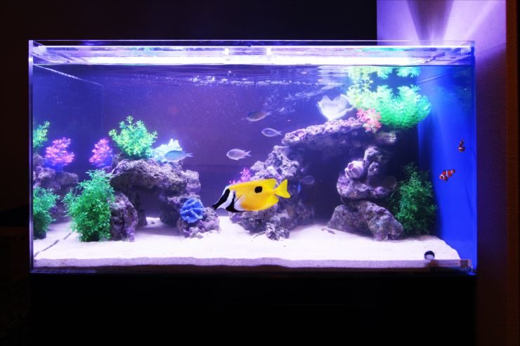 黄色い海水魚と人工水草を配置した海水魚水槽の全景