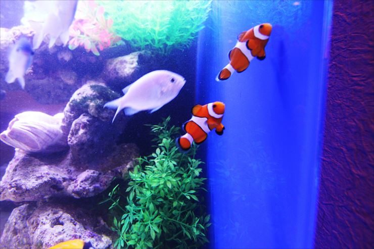 カクレクマノミとデバスズメダイが泳ぐ海水魚水槽の風景