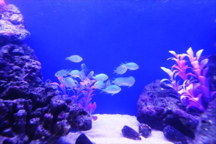 青い背景の水槽内を泳ぐ海水魚の群れと紫色の人工水草
