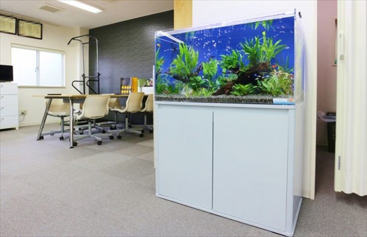 オフィスに設置された水草と小型カラシンの大型水槽