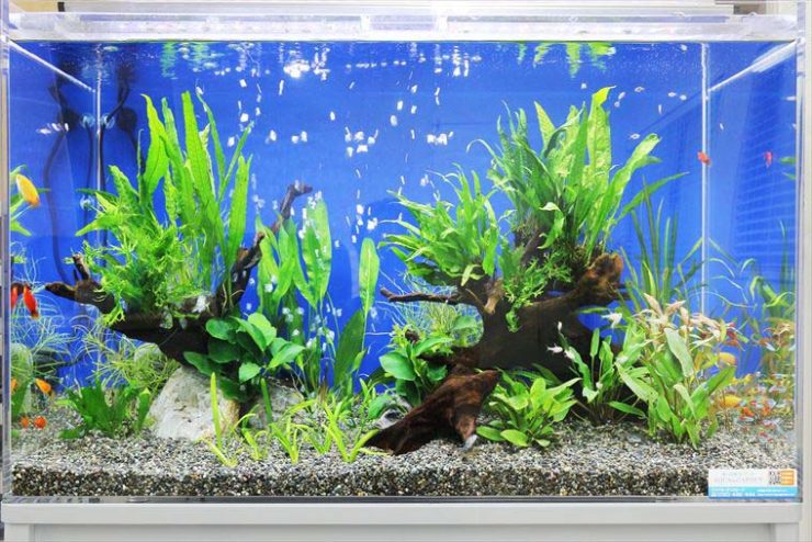 青い背景に流木と水草を配置した熱帯魚水槽の全景