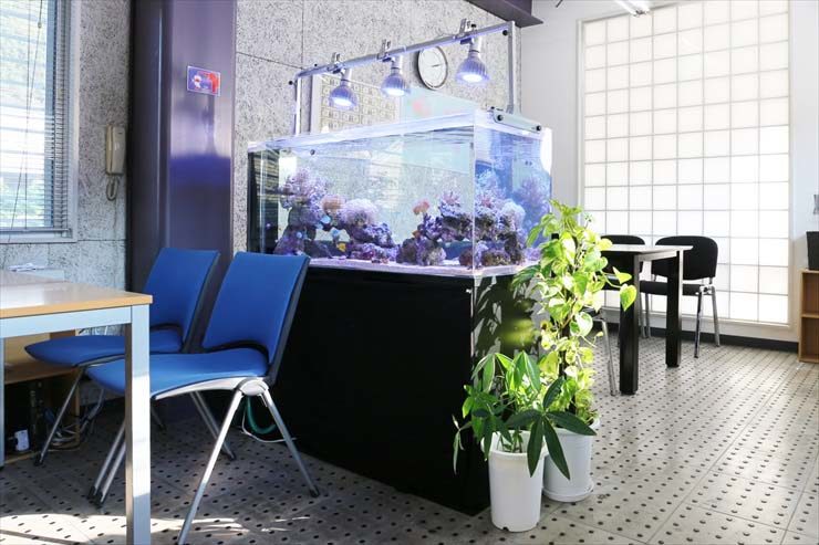 水槽リースサービスの海水魚水槽