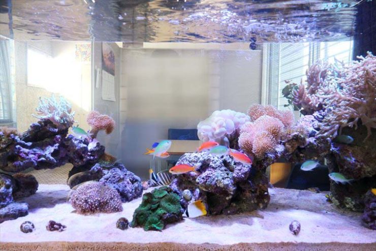 サンゴと海水魚が泳ぐ明るい室内設置の海水水槽
