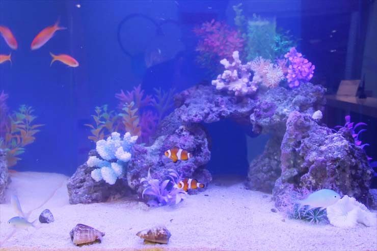 クマノミとサンゴ模型を配置した海水魚水槽のレイアウト