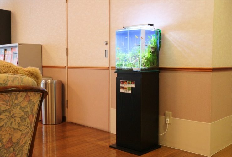 黒い水槽台に設置された水草と小型魚の小型水槽