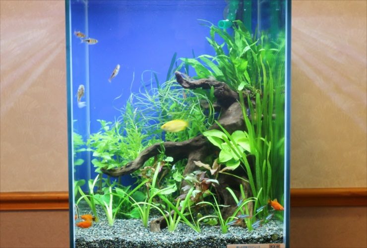 流木と水草を配置した水槽内を泳ぐ熱帯魚と小型カラシン