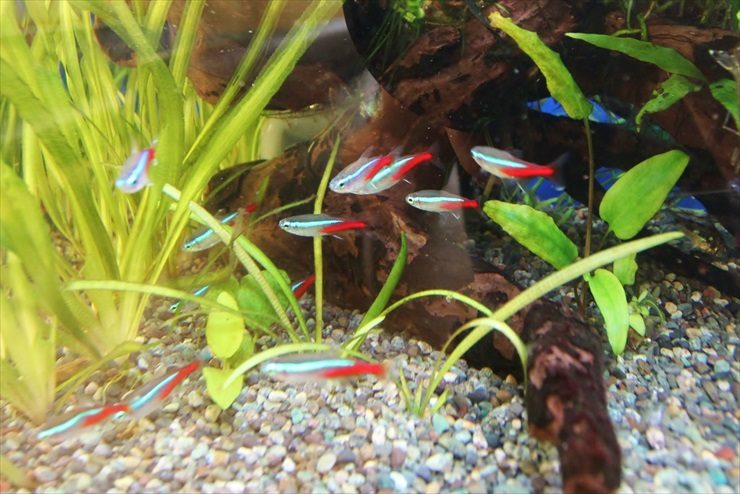水草と流木の間を泳ぐネオンテトラの仲間の群れ
