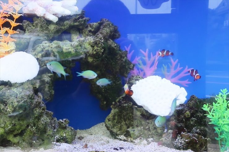 岩組の海水魚水槽を泳ぐクマノミとスズメダイの仲間
