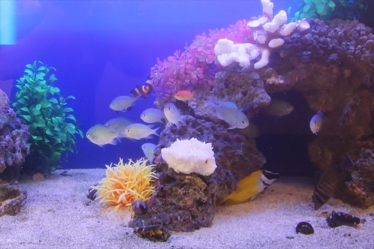 岩組の周りを泳ぐスズメダイやクマノミ等の海水魚水槽