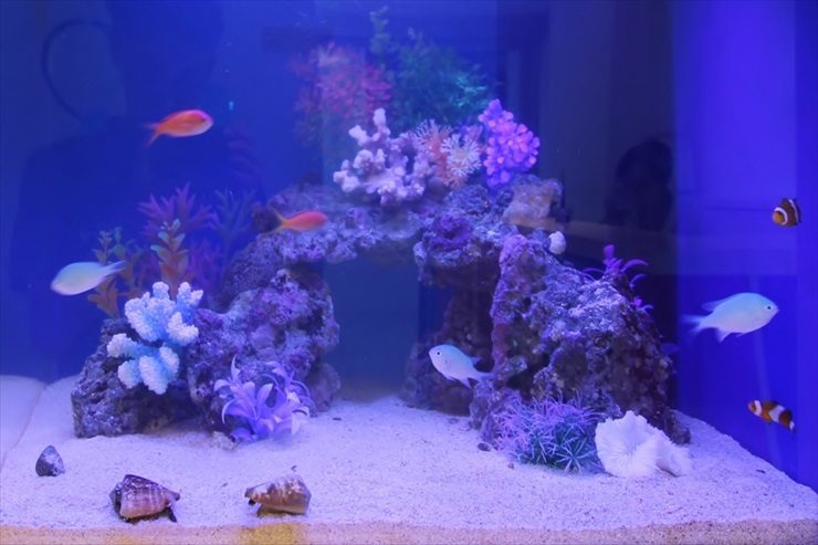 青い照明の海水魚水槽と岩のアーチを泳ぐ熱帯魚たち