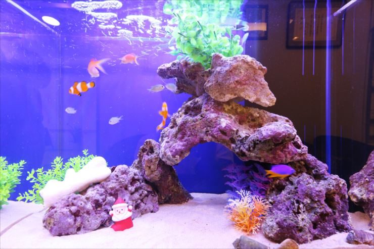 カクレクマノミと岩組があるクリスマス装飾の海水魚水槽