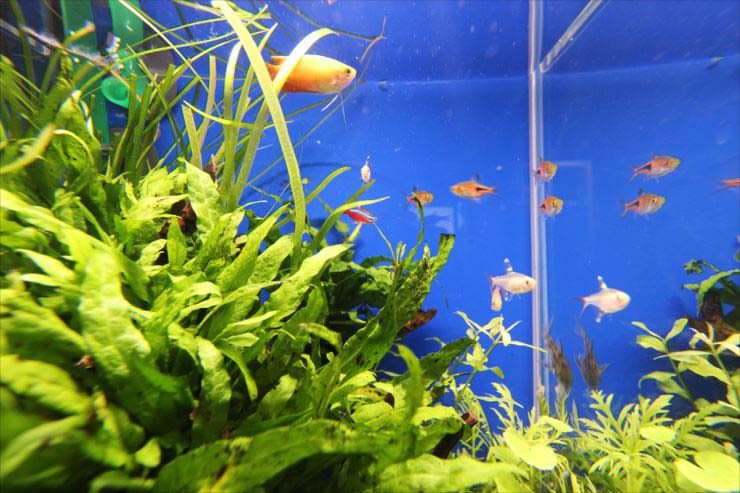 水草が茂る水槽内を泳ぐネオンテトラの仲間と小型熱帯魚群