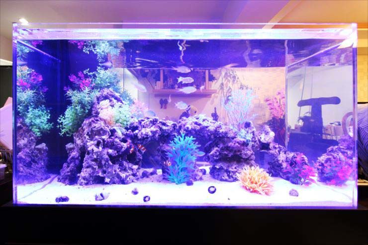 青い照明に照らされた海水魚水槽とライブロックのレイアウト