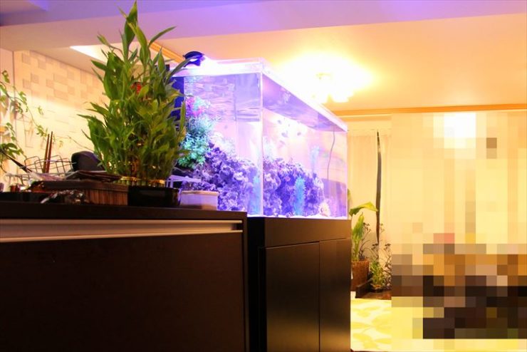 青い照明が灯る大型海水魚水槽と室内の観葉植物