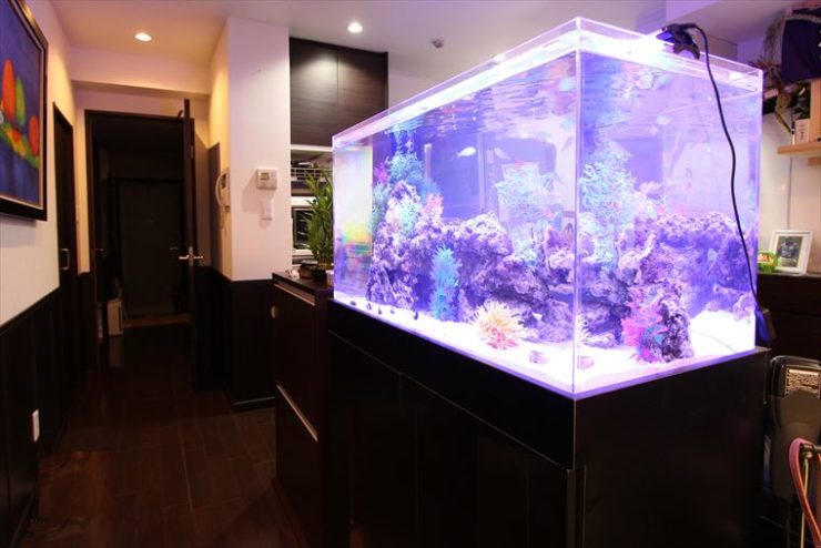 青い照明が灯る室内の大型海水魚水槽