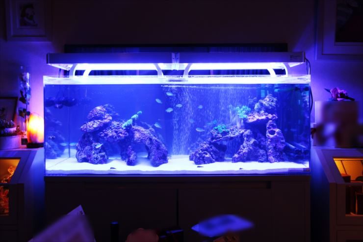 青い照明に照らされた海水魚水槽とライブロックのレイアウト