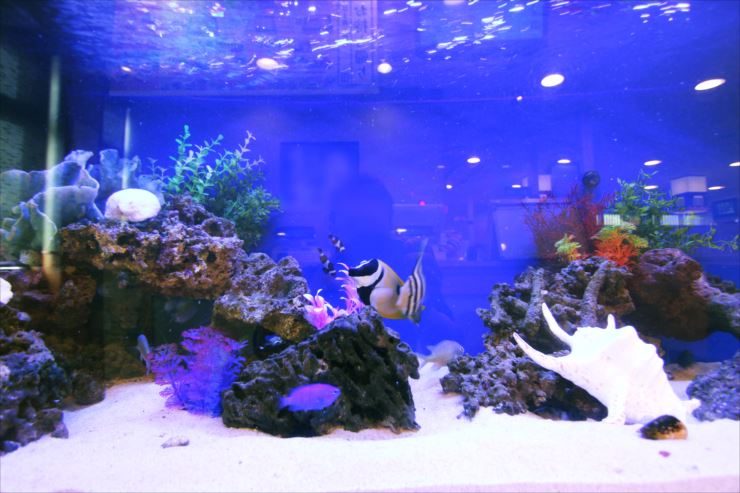 青い照明の海水魚水槽と白い貝殻のレイアウト