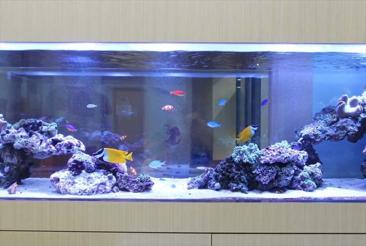 海水魚とライブロックを配置した大型の横長水槽