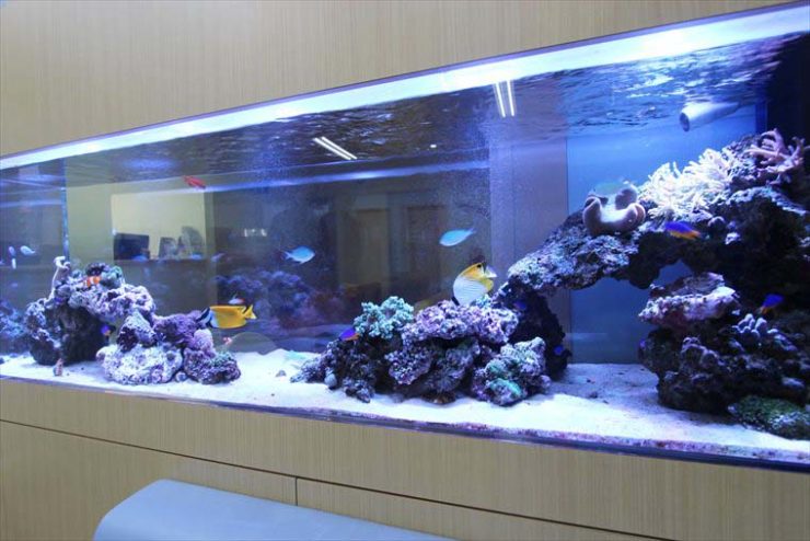 海水魚とサンゴが泳ぐ大型の埋め込み式横長水槽