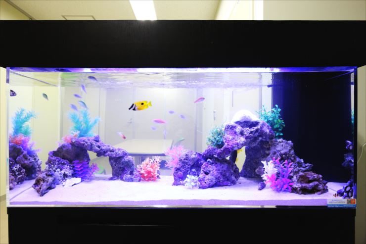 海水魚と人工サンゴを配置した大型の海水魚水槽