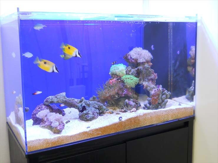 海水魚とサンゴが泳ぐ青い背景のオーバーフロー水槽