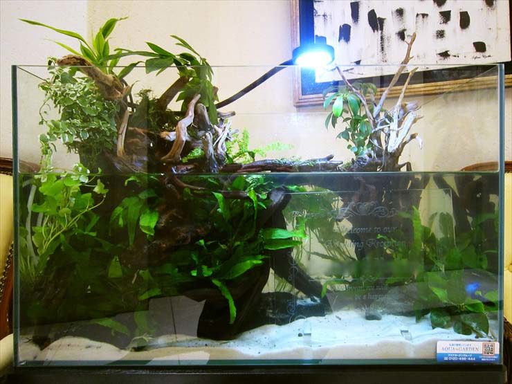流木と水草を配置したアクアテラリウム水槽