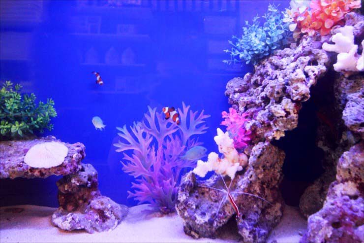 サンゴ岩とクマノミが泳ぐ青い背景の海水魚水槽