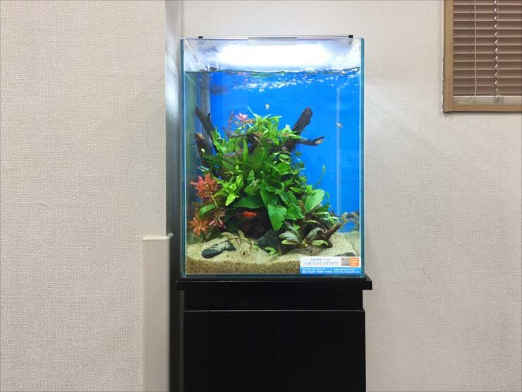 青い背景に流木と水草を配置した小型水槽のレイアウト