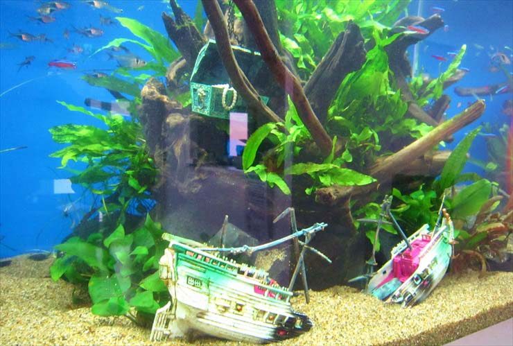 沈没船と宝箱のオブジェを配置した流木レイアウト水槽