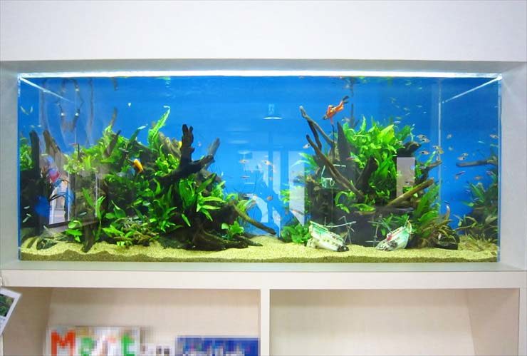流木と水草を配置した青い背景の大型淡水魚水槽