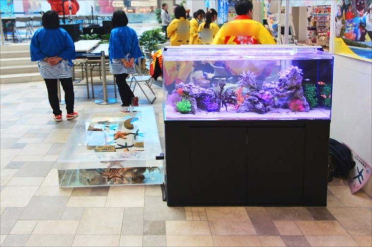 イベント会場に設置された海水魚水槽とタッチプール