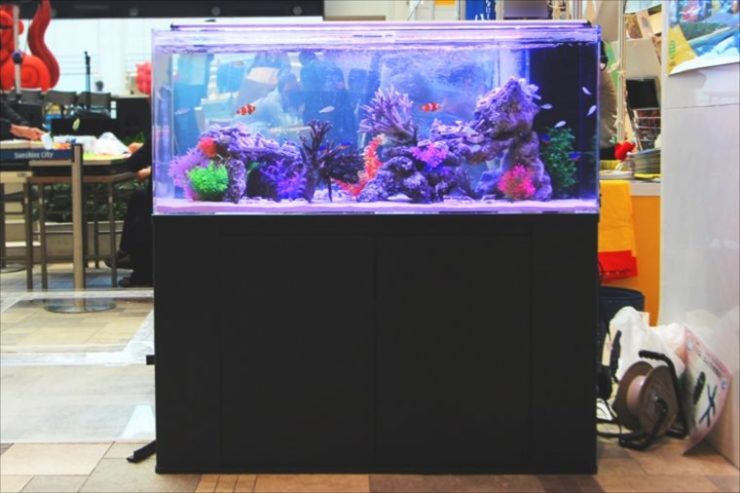 黒い水槽台に設置された海水魚水槽とサンゴのレイアウト